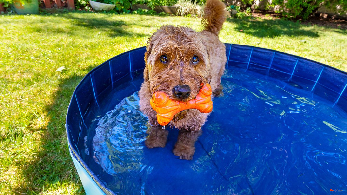 Bathing fun: cooling off for four-legged friends: why a dog pool is helpful in summer
