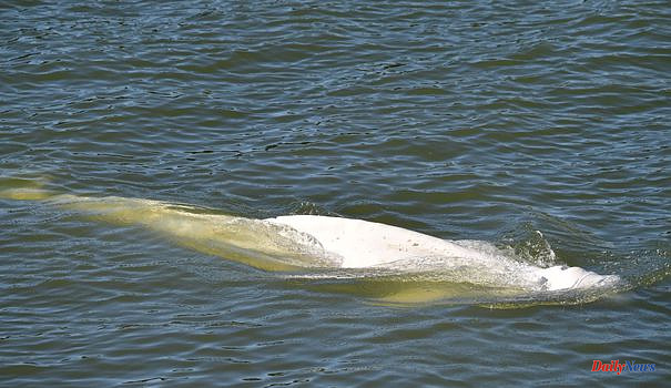 The beluga in the Seine continues not to feed