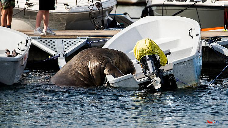 "For human safety": Walrus Freya euthanized in Norway
