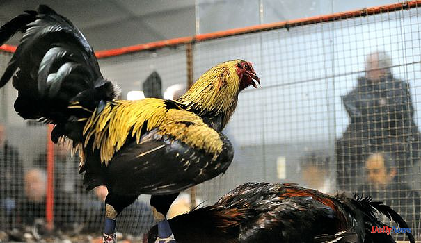 North: more than 20,000 signatures for the ban on cockfighting