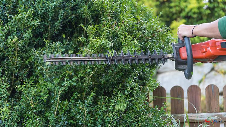Also for thick undergrowth: These are the best cordless hedge trimmers