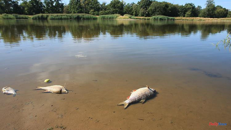 After fish deaths in the Oder: Poland is offering high rewards for information on the perpetrators