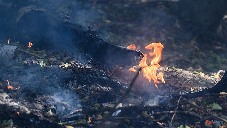 Saxony: Government sets up expert commission on forest fires