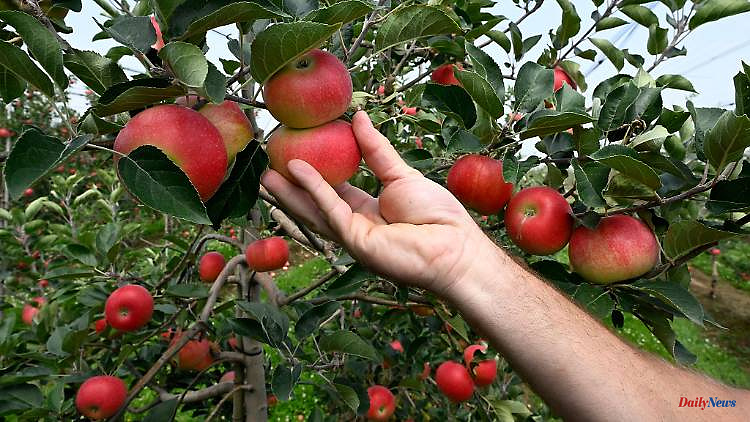 North Rhine-Westphalia: "Good apple harvest in NRW": Favorite fruit of the Germans