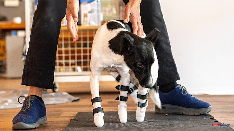 Artificial paws for Bim: Animal rights activists save war-injured dog