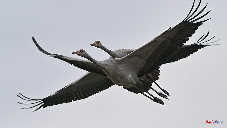 Saxony-Anhalt: tens of thousands of cranes move over Saxony-Anhalt