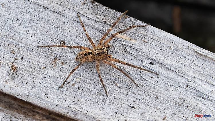Baden-Württemberg: A particularly large number of spiders were seen in the southwest
