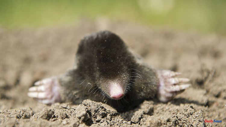 In power saving mode: Moles shrink their brains in winter
