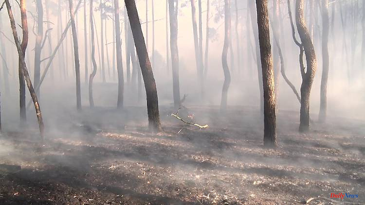 "It's a disaster": Is the forest lost after a fire?