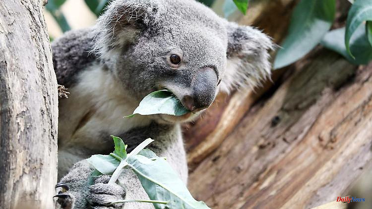 Saxony: Leipzig's first koala Oobi Ooobi died in the zoo