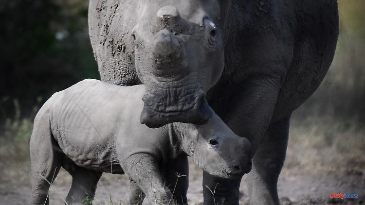 Extinction not averted: Rhino populations remain a cause for concern