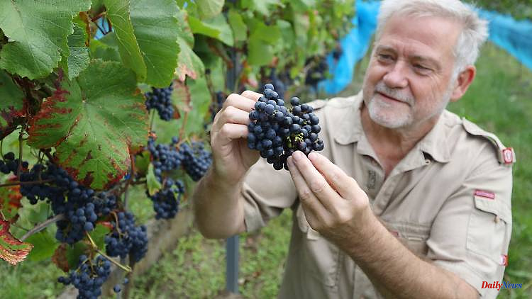 Mecklenburg-Western Pomerania: Grape harvest started on a larger area: Best harvest expected