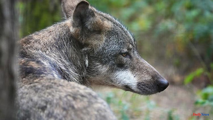 Saxony: pair of wolves settles in the Marienberg area