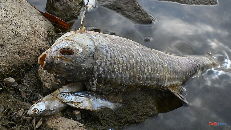 "Want to cover up the cause": Poland blocks investigation into fish deaths on the Oder
