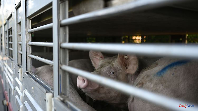 Saxony: So far over 1600 swine fever detections in Saxony