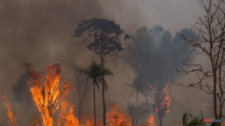 Fire for soybean cultivation: Most forest fires have been raging in the Amazon region since 2012