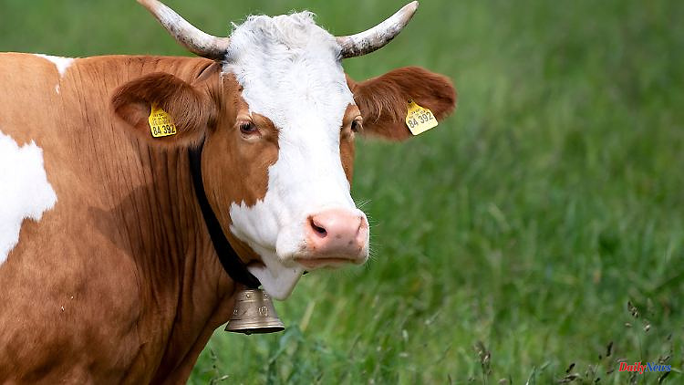 Bavaria: noise lawsuit dismissed: cowbells may continue to ring