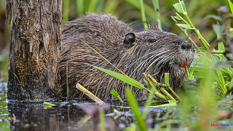 North Rhine-Westphalia: Hunters: Nutria are particularly spreading in areas in NRW