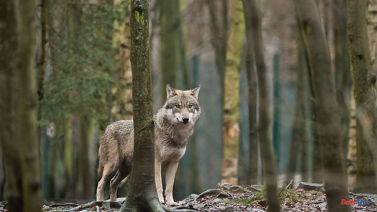 Baden-Württemberg: wolves: Baden-Württemberg remains a transit country