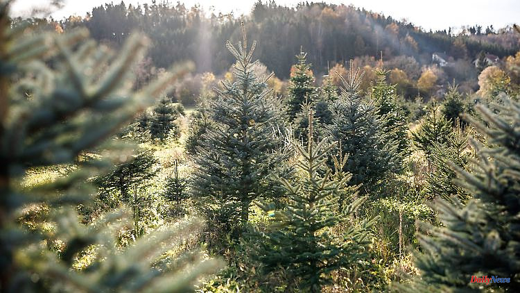 Bavaria: Christmas tree season opened in Bavaria