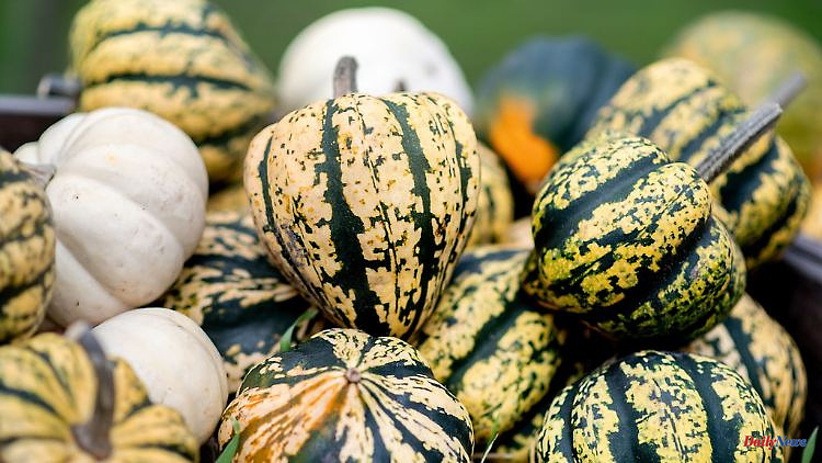Baden-Württemberg: With saws to the seed: "pumpkin slaughter festival" in Ludwigsburg