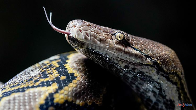 Python attack in Australia: constrictor drags toddler into pool