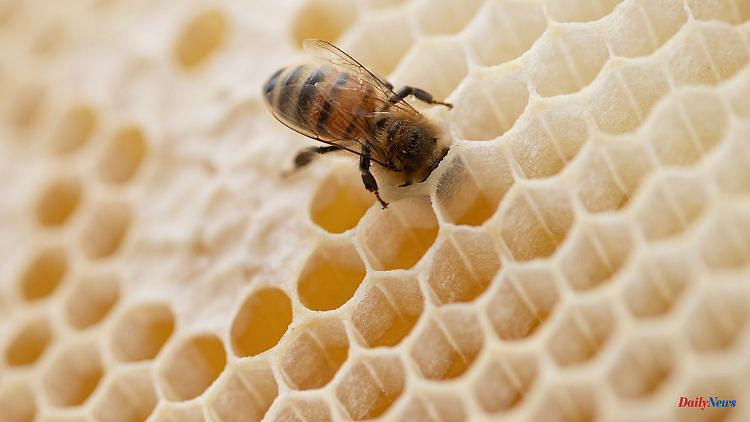 Mecklenburg-Western Pomerania: 25 percent more beekeepers than five years ago