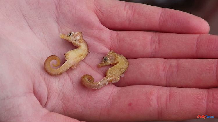 WWF collects information: More seahorses populate the Wadden Sea