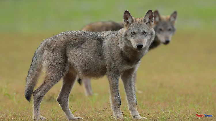 Mecklenburg-Western Pomerania: More and more wolves: sheep breeders are demanding countermeasures