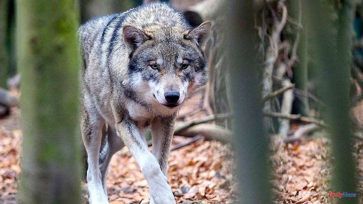 Hesse: New wolf roams Hesse: Male genetically proven