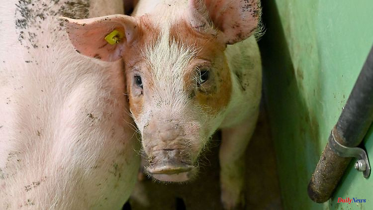 Saxony: Hope for contained African swine fever