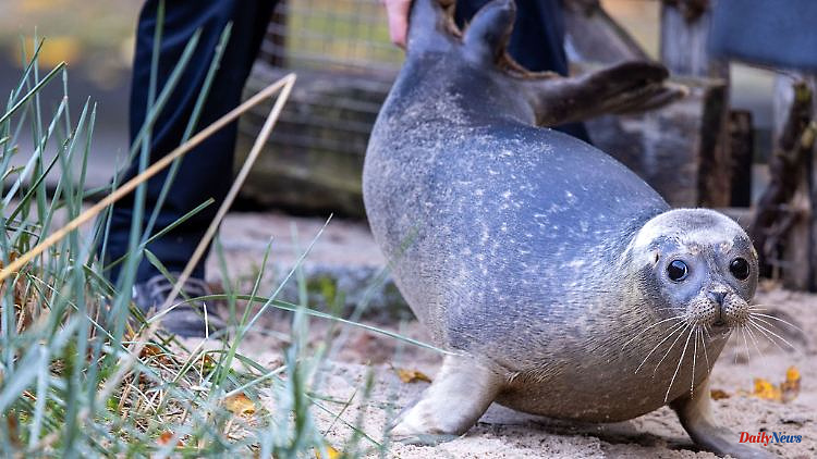 Mecklenburg-Western Pomerania: Rostock seals move into alternative quarters