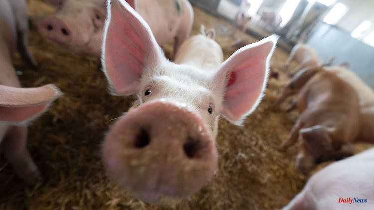 Saxony-Anhalt: No cases of African swine fever in Saxony-Anhalt