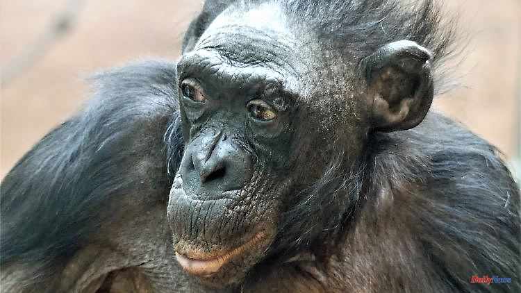 Margrit was 70 years old: the world's oldest ape dies in Frankfurt