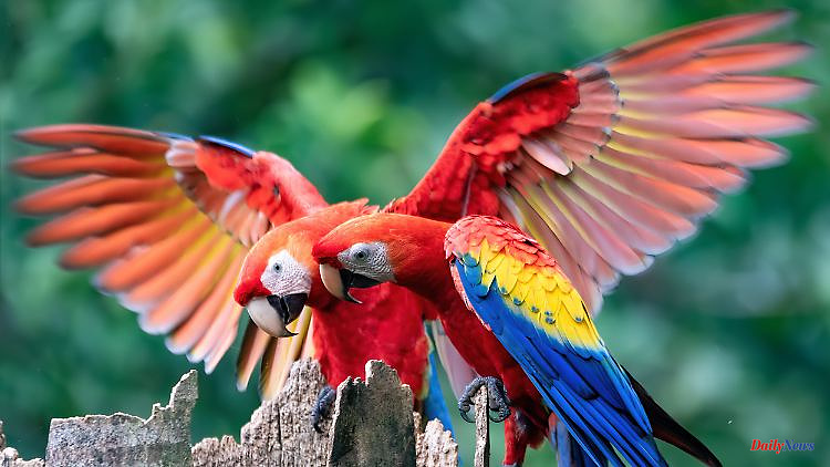 Endangered species from South America: Macaw named zoo animal of the year 2023
