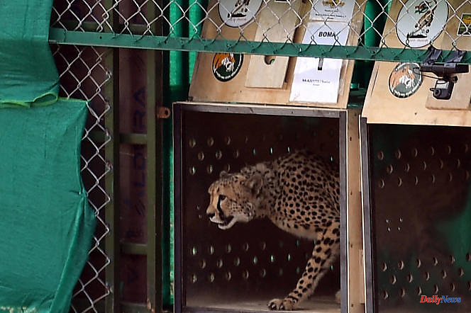 South Africa to send over 100 cheetahs to India to reintroduce the species
