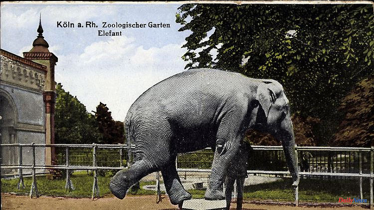 After the death of a patron from the USA: Millions rain for Cologne Zoo