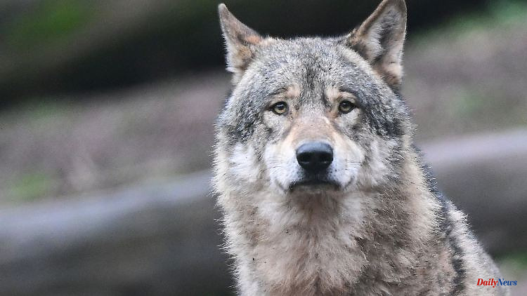 Baden-Württemberg: traces of a female wolf: pack formation possible