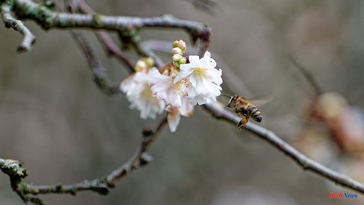 Thuringia: mild temperatures attract bees to collect pollen