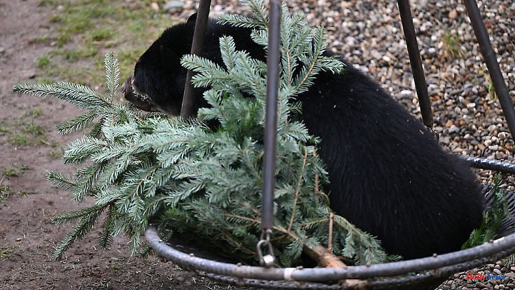 Hesse: Old Christmas trees find new uses in the zoo