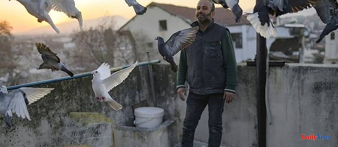 "Like our children": after the earthquake in Turkey, a man continues to take care of his pigeons