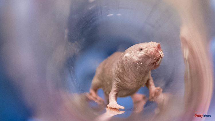 Another biological phenomenon: naked mole rats are capable of reproduction for life