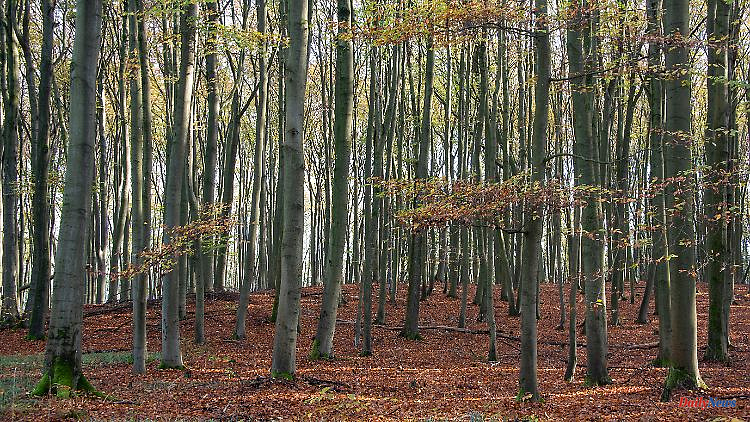 Mysterious network in the ground: study questions the myth of talking trees