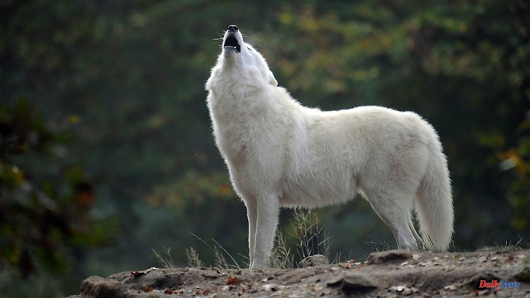 Call of the Wild: How Dogs Respond to the Howl of Wolves