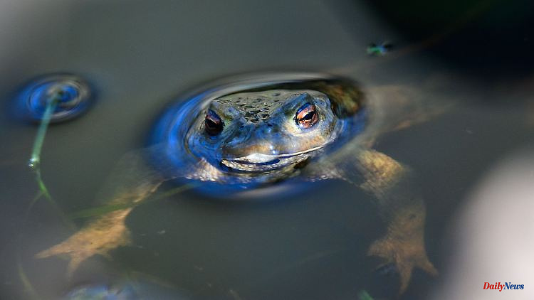 Baden-Württemberg: More than half of the amphibian and reptile species are endangered