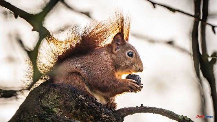 Animal triggers electric shock: squirrel paralyzes rail traffic in Hanover