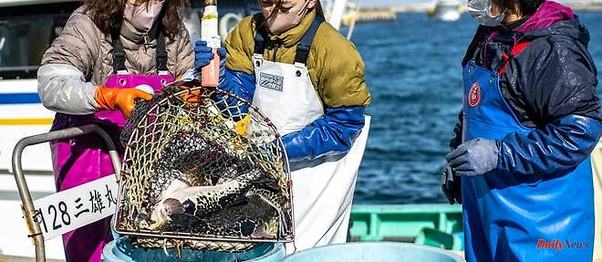 Fugu, fish of hope for fishermen in Fukushima