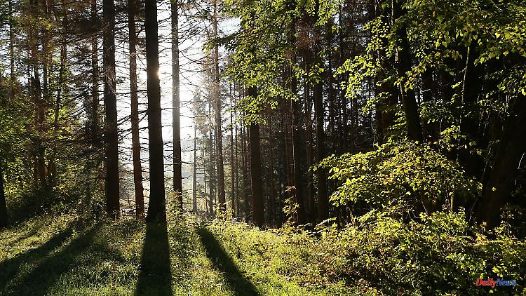 Thuringia: Land gives more money for reforestation