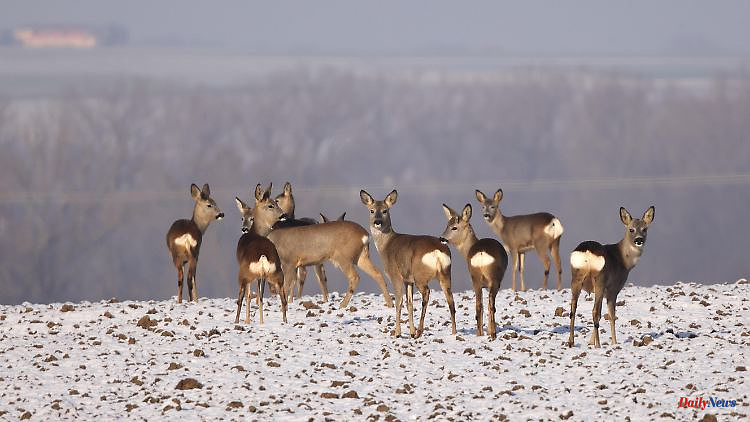 Shoot more deer: A culture war has broken out over "Bambi".