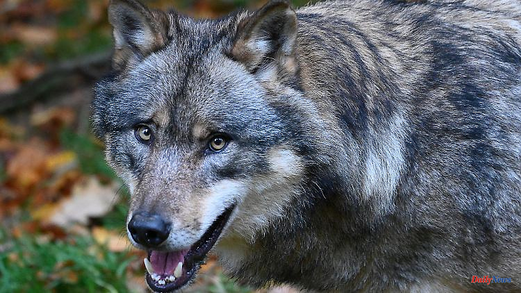 Hesse: Experts identify new wolf territory